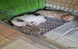 Mixed Breed dogs for sale: 5 week old girl shorkiepoo  - Image 2