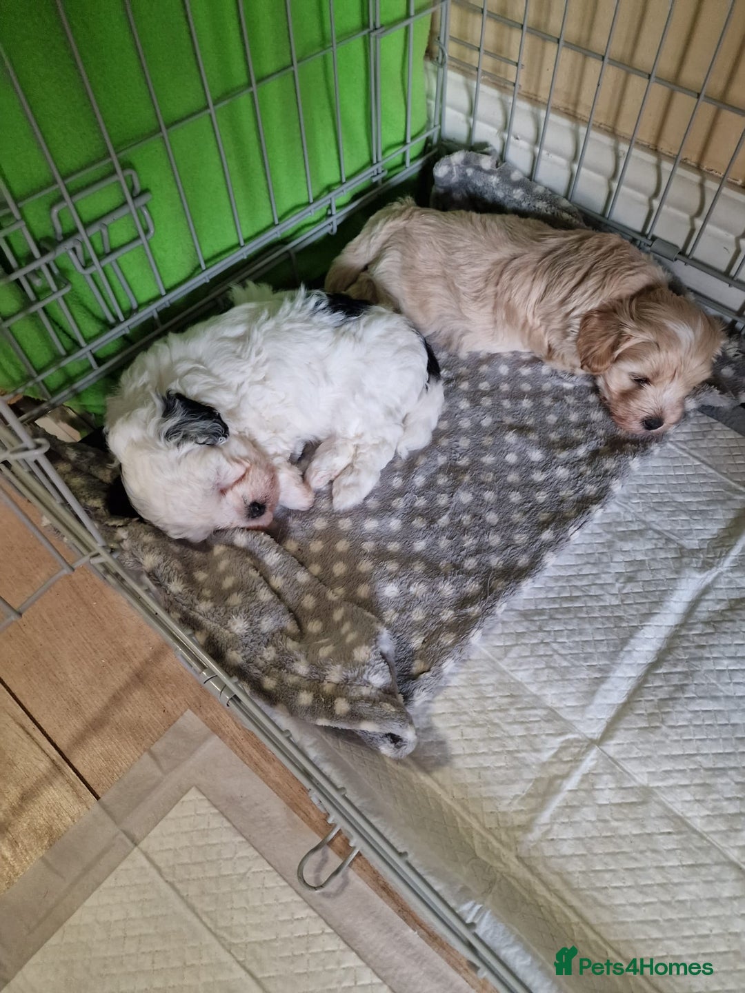 Mixed Breed dogs for sale: 5 week old girl shorkiepoo  - Image 2