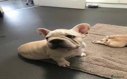 French Bulldog dogs for sale:  Price drop ⭐️French bulldogs from £1350  to £1500 in Liverpool - Image 27