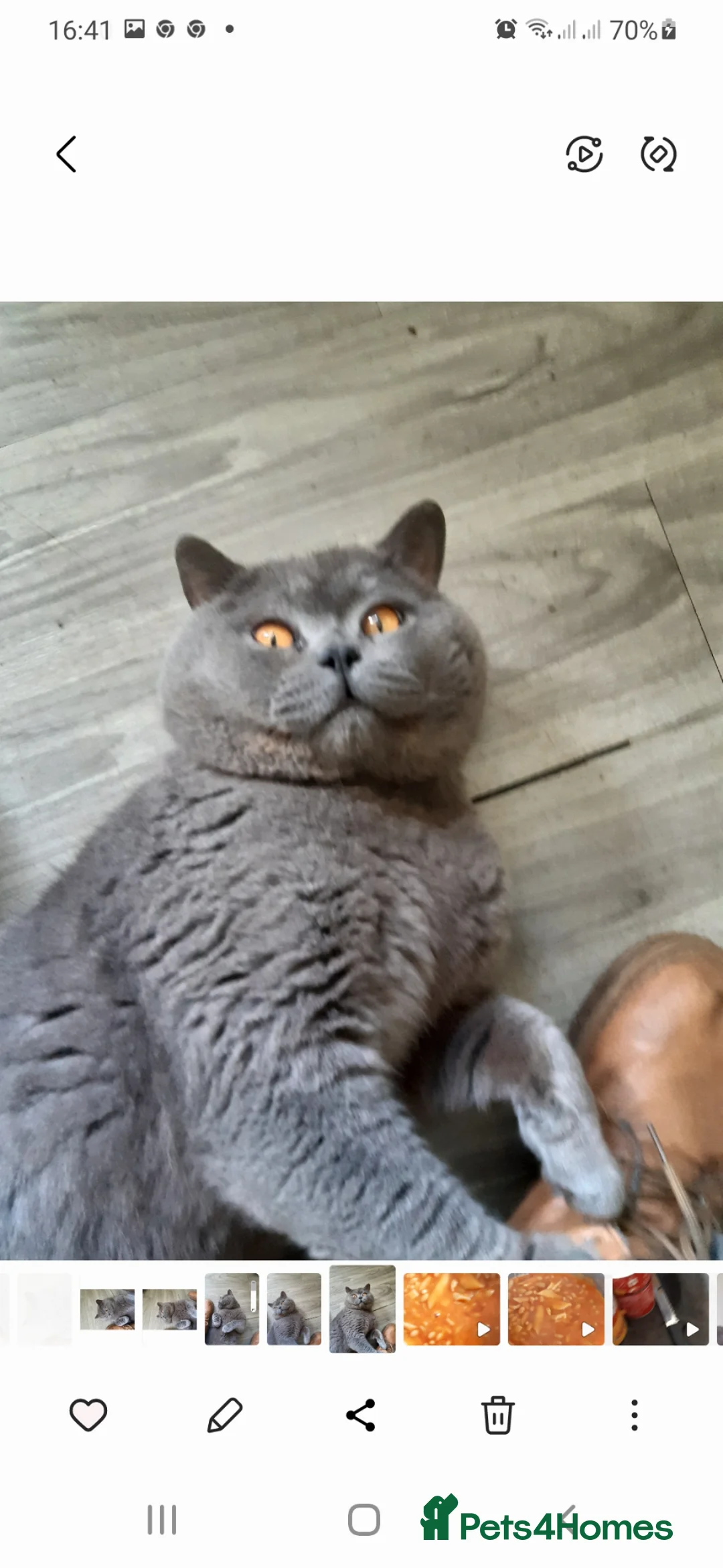 British Shorthair cats for stud: Meet Mr ,Mighty Tyson ,back home  in Reigate - Advert 6