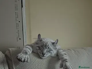 Keetso cats Enzo the snow leopard Keetso - Advert 1