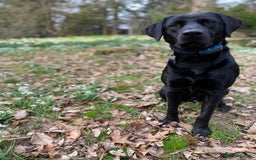 Labrador Retriever dogs for stud: KC Labrador, Health and DNA-Tested, Proven Stud in Cobham - Image 29