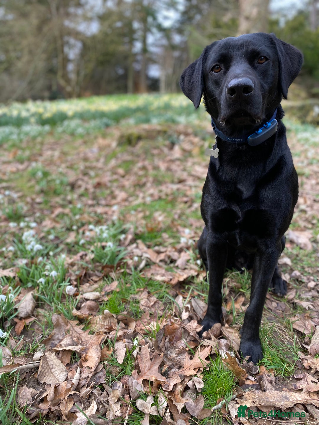 Labrador Retriever dogs for stud: KC Labrador, Health and DNA-Tested, Proven Stud in Cobham - Image 29