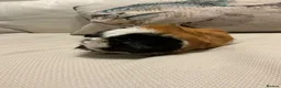 Guinea Pig rodents for sale: Morse the gorgeous male Guinea pig  in Telford - Advert 3