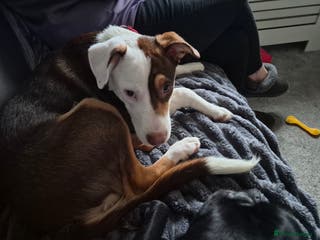 Mixed Breed dogs American Bulldog/Staffy Cross - Advert 1