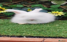 Angora rabbits for sale: Beautiful Angoras Ready Now  - Image 5