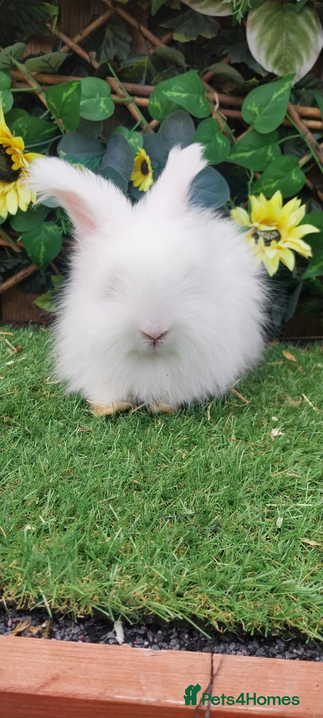 Angora rabbits for sale: Beautiful Angoras Ready Now  - Image 5