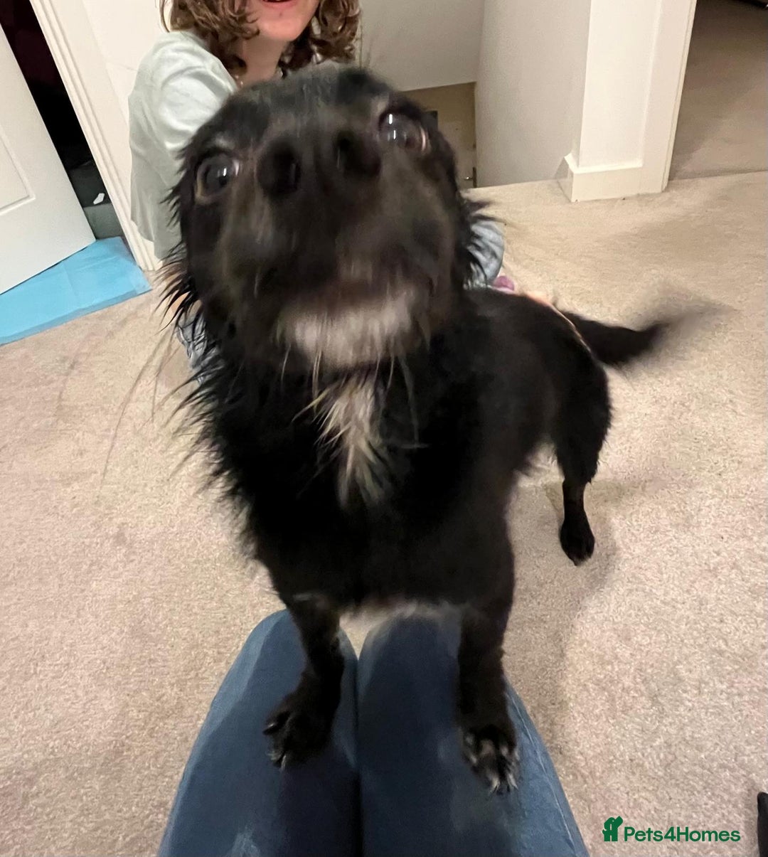 Mixed Breed dogs for adoption: This is our lovely Melanie - Image 10