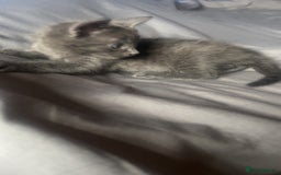 Mixed Breed cats for sale: 2 stunning kittens  - Image 3