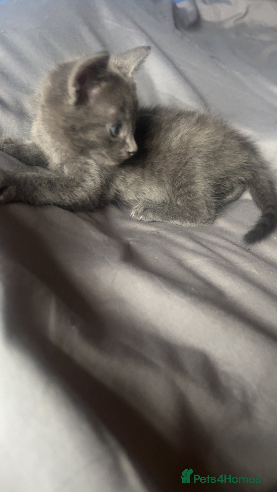 Mixed Breed cats for sale: 2 stunning kittens  - Image 3
