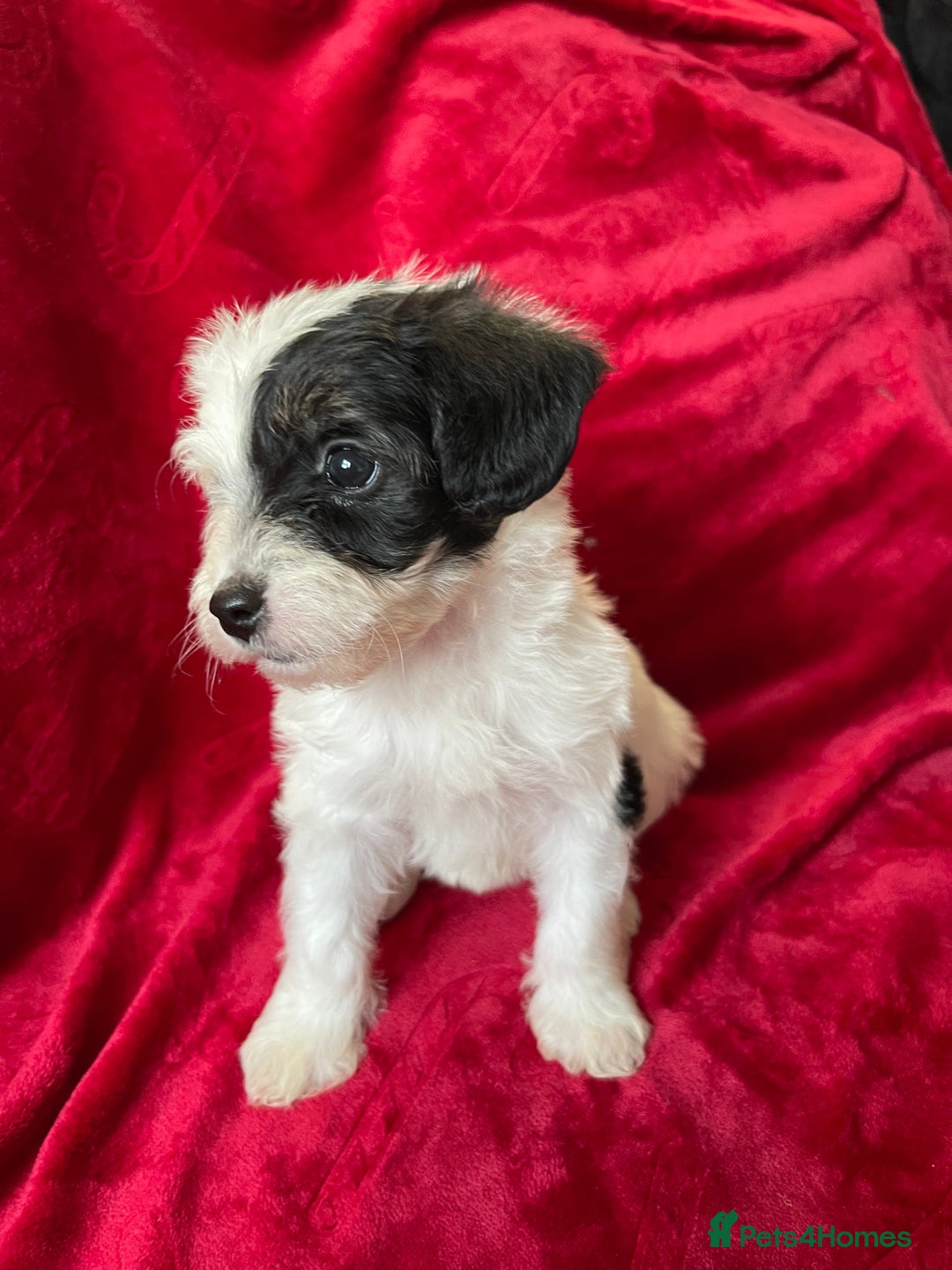 Yorkshire Terrier dogs for sale: Yorkshire terriers - Advert 5