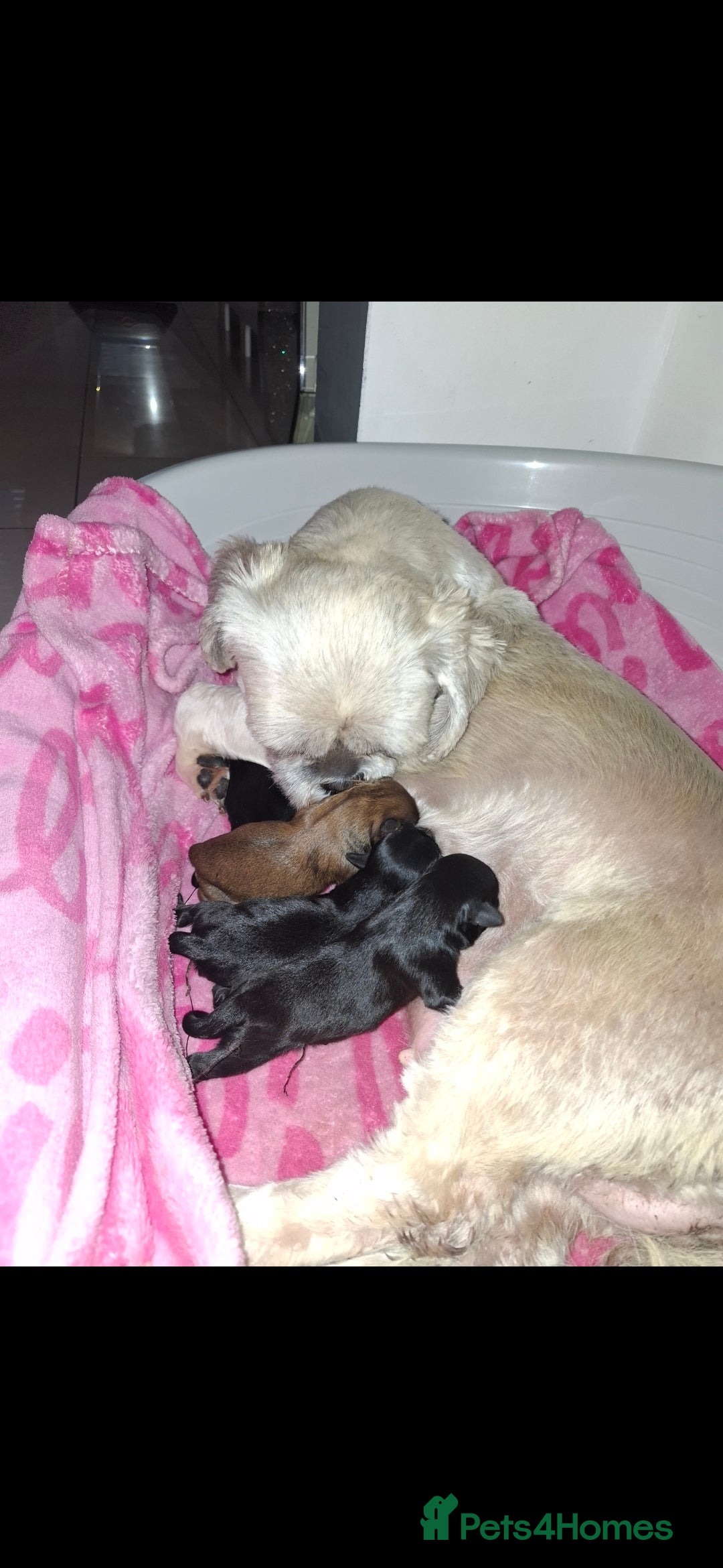 Shih Tzu dogs for sale: 2 boy shih tzu for sale  - Advert 1