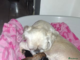 Shih Tzu dogs 2 boy shih tzu for sale - Advert 3