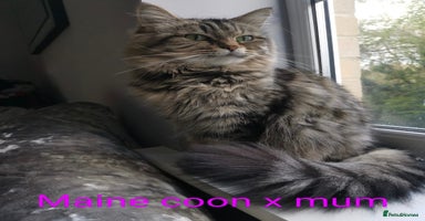 Mixed Breed cats - Advert 5
