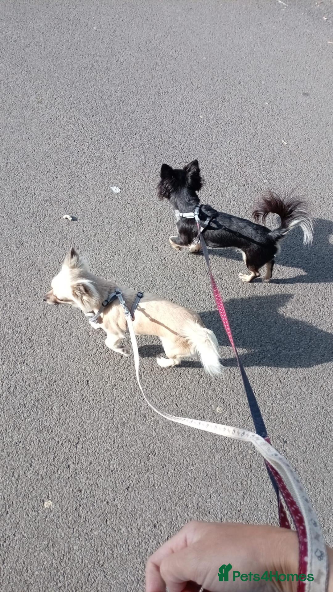 Chihuahua dogs Still looking to rehome Lola & Pippa - Advert 7