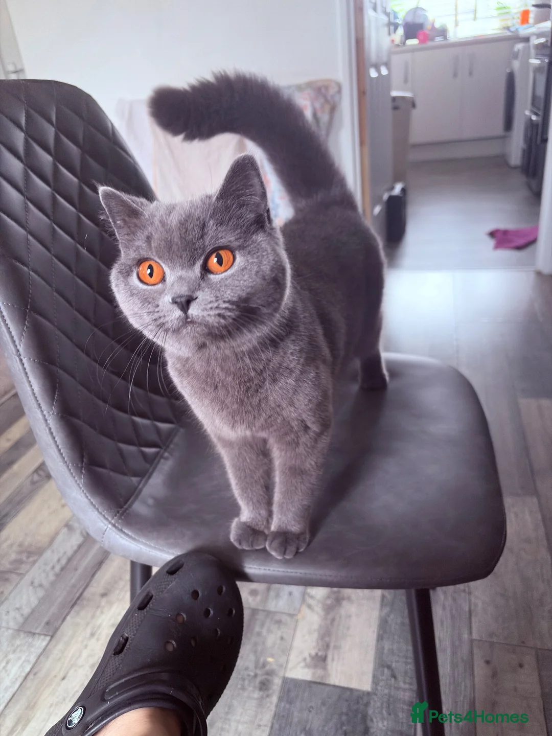 British Shorthair cats for sale: GCCF Blue British Shorthair Girl - 1 Year Old - Advert 2