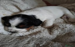 Mixed Breed dogs for sale: Male Cocker Bassett x Shichon tri colour puppy - Advert 7