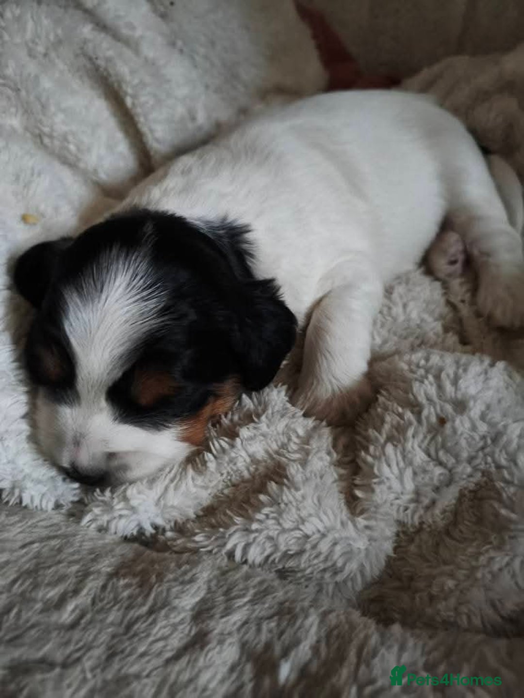 Mixed Breed dogs for sale: Male Cocker Bassett x Shichon tri colour puppy - Advert 7