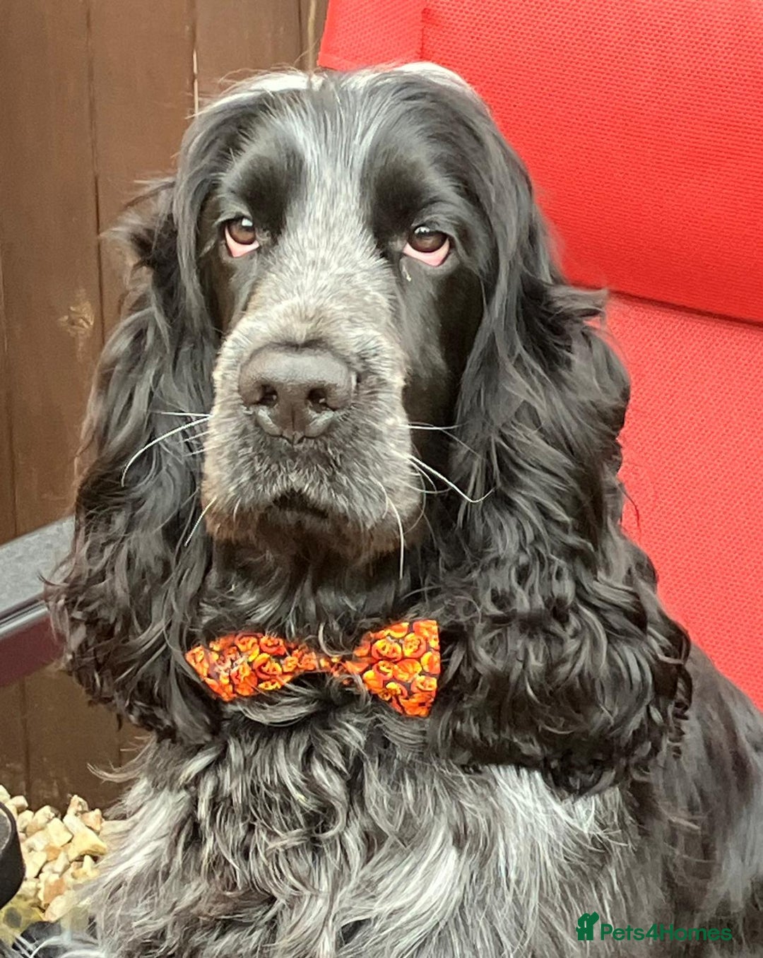 Cocker Spaniel dogs for sale: Gorgeous Cocker Spaniel Pups for sale - Advert 2