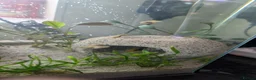 Platies fish for sale: Platies in need of home  - Advert 2