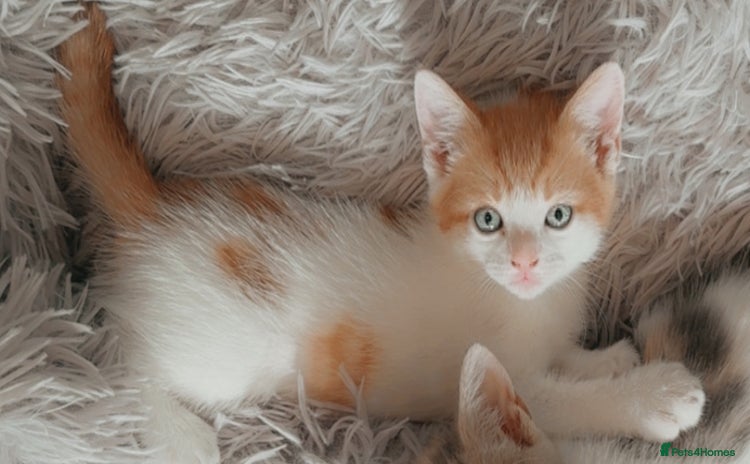 Mixed Breed cats - Advert 8