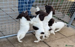 English Springer Spaniel dogs for sale: English Springer Spaniel working lines - Image 4