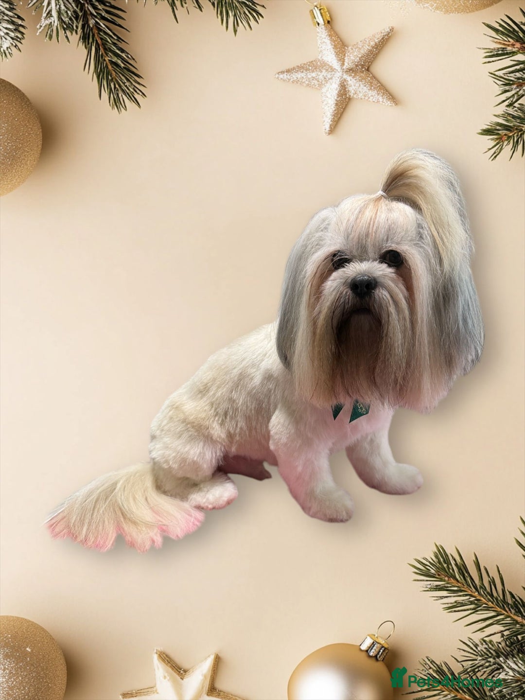 Lhasa Apso dogs for stud: Proven lhasa apso boy for stud in Walsall - Image 3