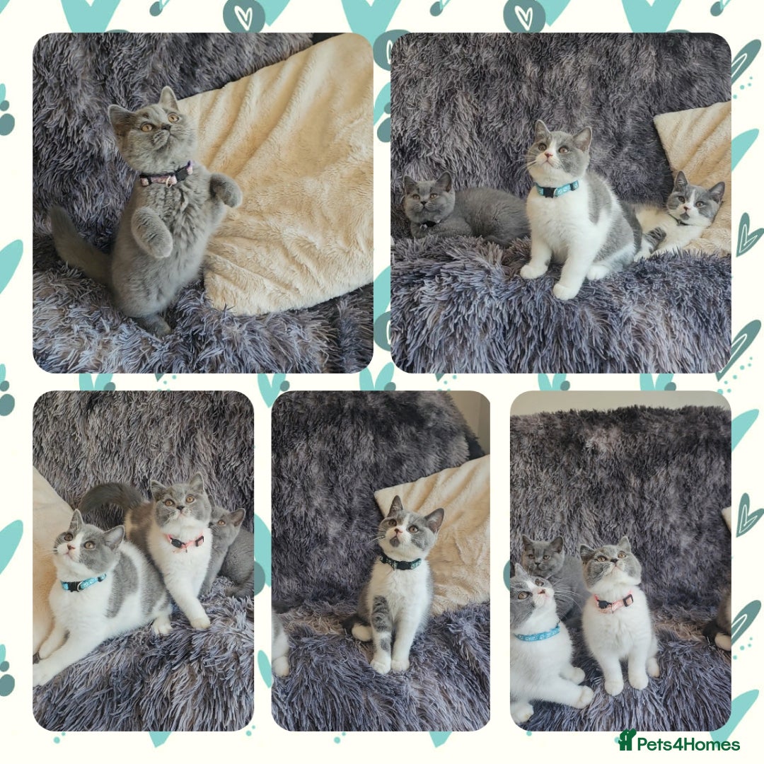 British Shorthair cats for sale: Tica registered british shorthair kittens - Image 13