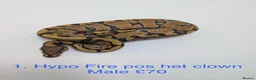 Python Snake reptiles for sale: Various baby royals looking for new postcodes. - Advert 2
