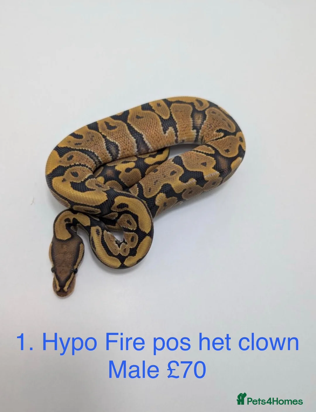Python Snake reptiles for sale: Various baby royals looking for new postcodes. - Advert 2