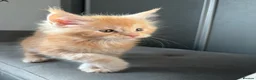 Maine Coon cats for sale: 🐈 ONLY 2 BOYS LEFT! READY FRIDAY 29TH MAY!!! 🐈 - Advert 27
