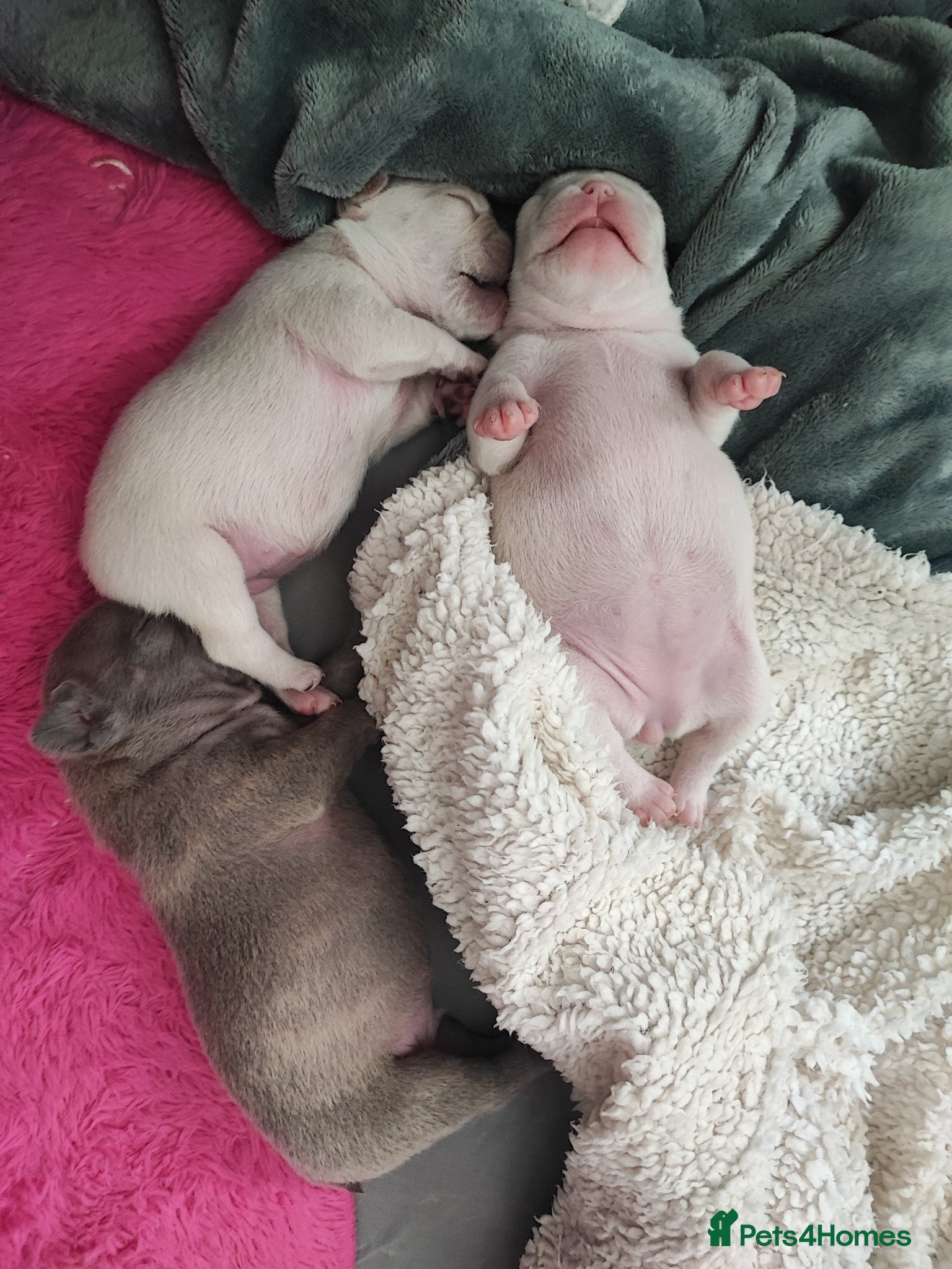 French Bulldog dogs for sale: french bulldog puppies in Nottingham - Advert 5