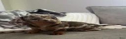 Miniature Dachshund dogs for sale: Dachshunds Ready Now  - Advert 1