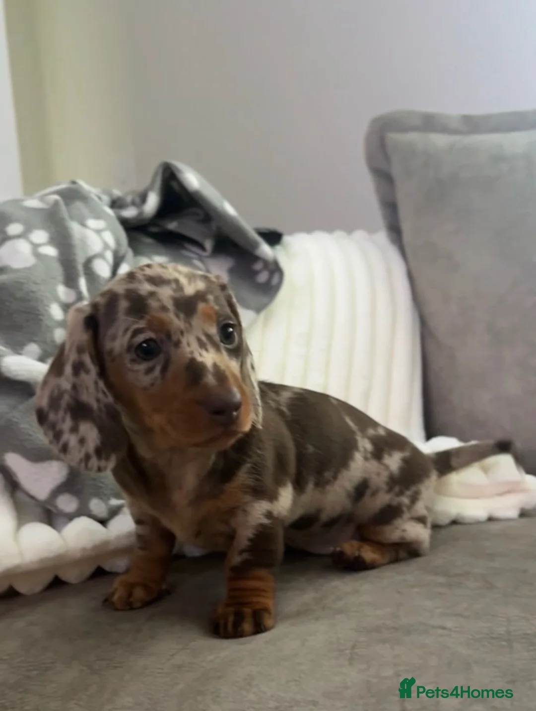 Miniature Dachshund dogs for sale: Dachshunds Ready Now  - Advert 1