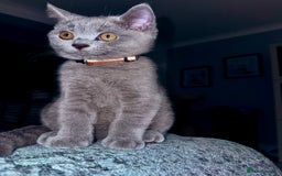British Shorthair cats for sale: Beautiful British shorthair boy 🩵 - Image 4