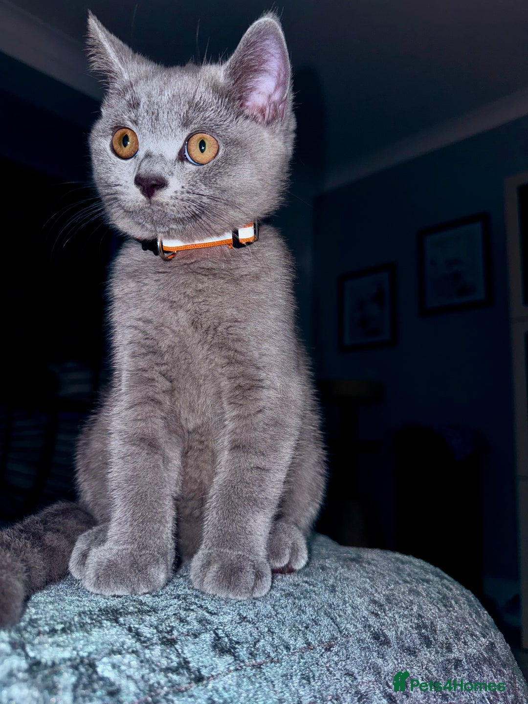 British Shorthair cats for sale: Beautiful British shorthair boy 🩵 - Image 4