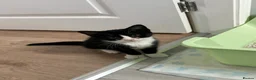 Siamese cats for sale: Half Siamese kittens  in Preston - Advert 7