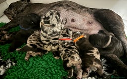 French Bulldog dogs for sale: French bulldog puppies  - Image 12