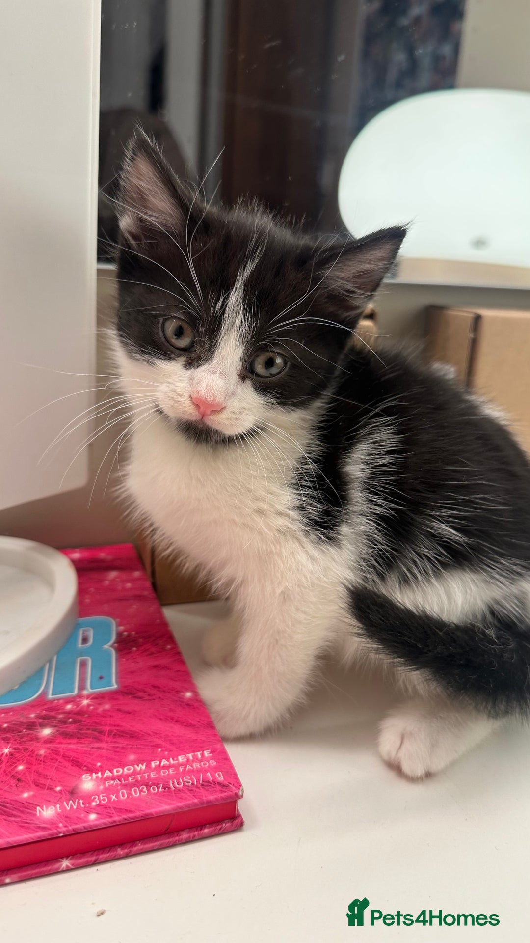 Mixed Breed cats for sale: 6 mixed breed ( shorthair and longhair) kittens - Advert 21