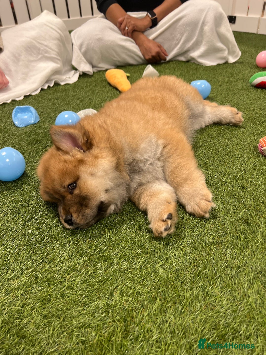 Mixed Breed dogs for sale: CHOWSKI PUPPYS READY TO GO!!  - Advert 5