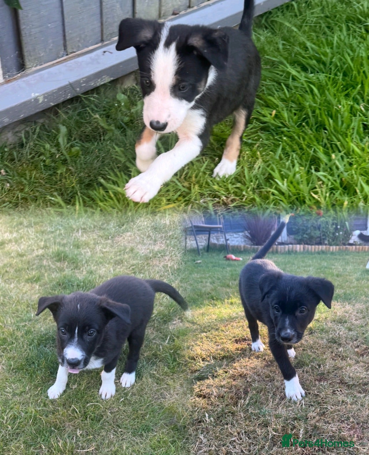 Border Collie dogs 3 gorgeous girlies left  🐾🥹 - Advert 1