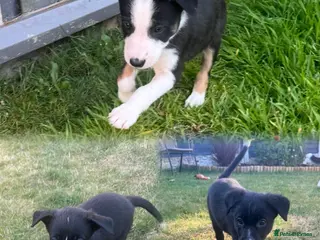 Border Collie dogs 3 gorgeous girlies left 🐾🥹 - Advert 1