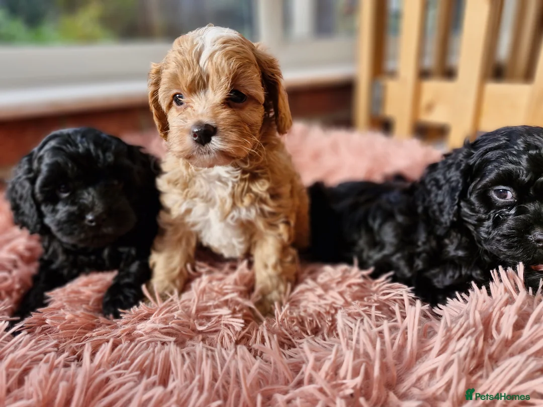 Poodle dogs for stud: Merle black & silver poodle for stud only .  in Lincoln - Advert 34
