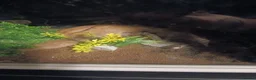 Corn Snake reptiles for sale: 2 corn snakes with 2 set ups - Advert 12