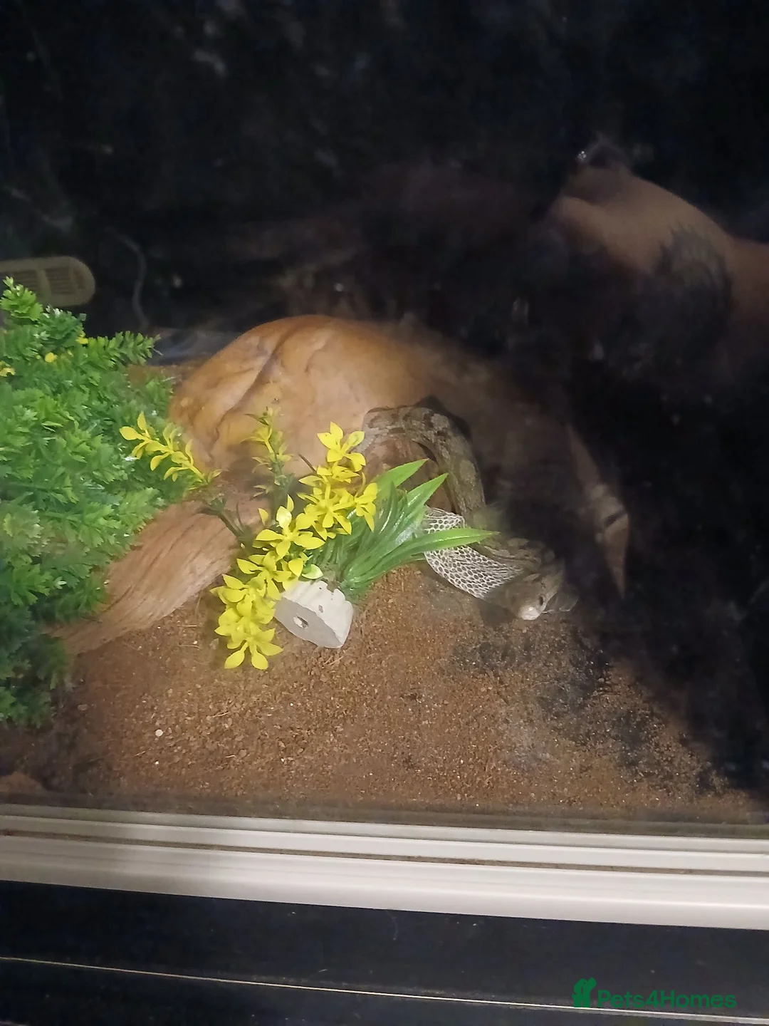 Corn Snake reptiles for sale: 2 corn snakes with 2 set ups - Advert 12