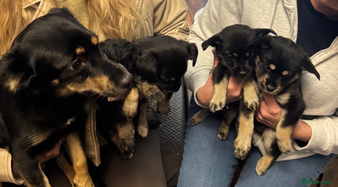 Mixed Breed dogs for sale: Husky cross cockerspaniel puppies  - Advert 4