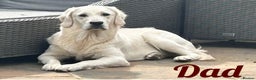 Golden Retriever dogs for sale: Beautifully Coloured Golden Retriever Puppies - Advert 2