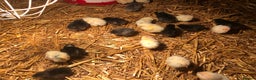 Chickens poultry for sale: Sexed pullet chicks. Blue, brown, white layer  - Advert 17