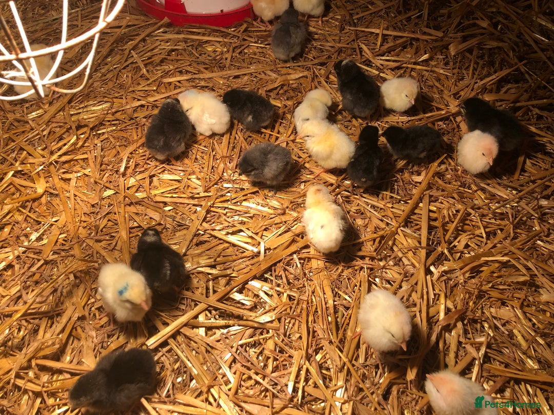 Chickens poultry for sale: Sexed pullet chicks. Blue, brown, white layer  - Advert 17