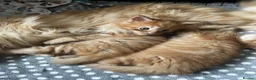 Maine Coon cats for sale: Beautiful Maine Coon Boy - Advert 15